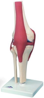 Anatomisch model, Deluxe functioneel rechter kniegewricht 32 cm