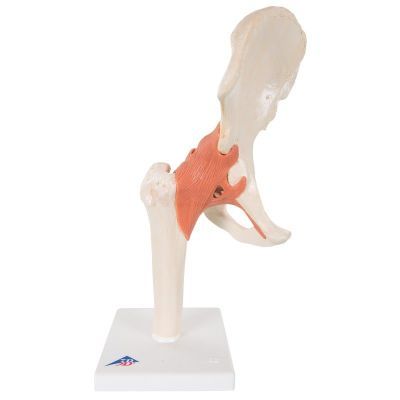 Anatomisch model, Deluxe functioneel rechter heupgewricht 32 cm