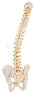 Flexibele wervelkolom "Fysio" lengte 74 cm zonder standaard