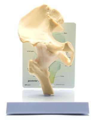 Heup model met infokaart