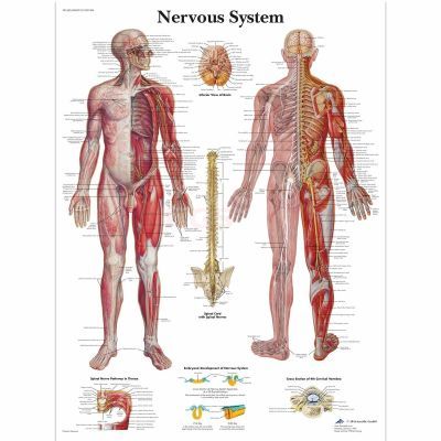 Ingelijste poster Nervous System - menselijk zenuwstelsel