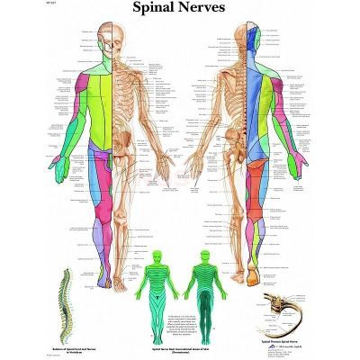 Ingelijste poster Spinal Nerves - menselijk spinale zenuwstelsel