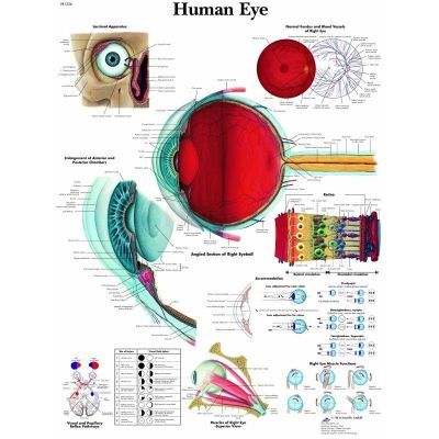 Ingelijste poster The Human Eye - het menselijk oog