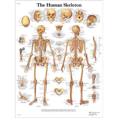 Ingelijste poster The Human Skeleton - het menselijk skelet