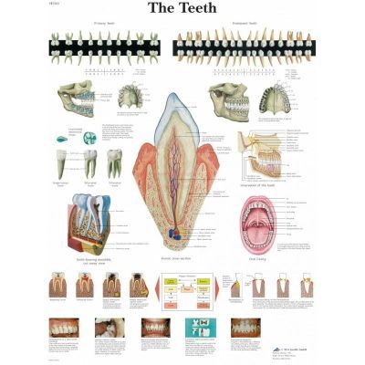 Ingelijste poster The Teeth - het menselijk gebit