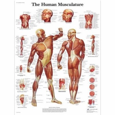 Ingelijste poster The Human Musculature - het menselijk spierstelsel
