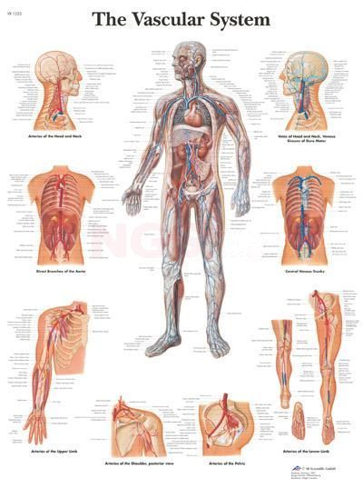 Anatomie poster The Vascular System - het vaatstelsel