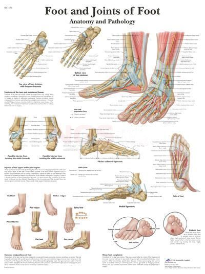 Anatomie poster Foot and Joint of Foot - voet en gewrichten van de voet