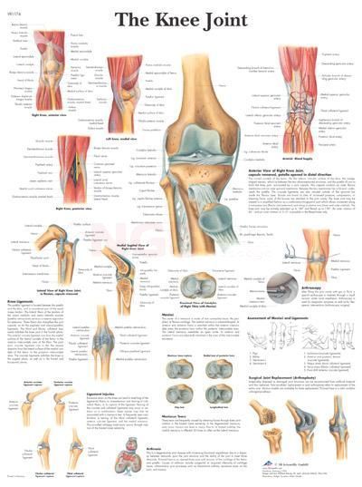 Anatomie poster The Knee Joint - het kniegewricht