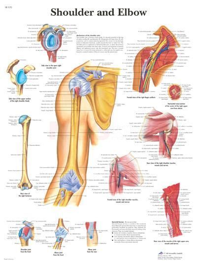 Anatomie poster Shoulder and Elbow - schouder en elleboog