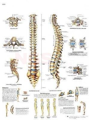 Anatomie poster Spinal Column - wervelkolom