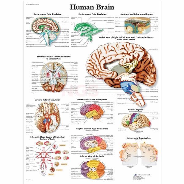 Anatomie poster Human Brain - menselijk brein - de hersenen