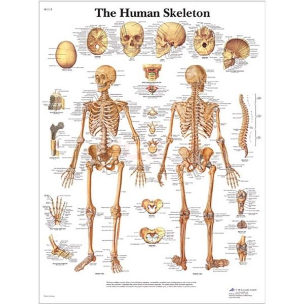 Anatomie poster The Human Skeleton - het menselijk skelet