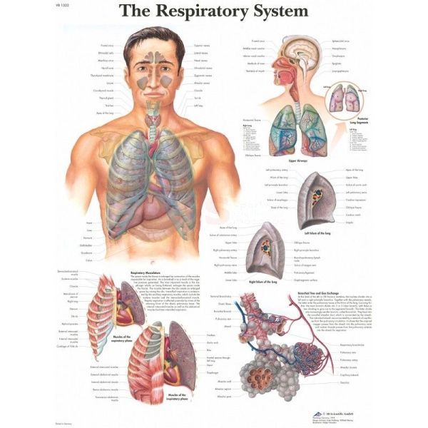 Anatomie poster The Respiratory System - het ademhaling stelsel