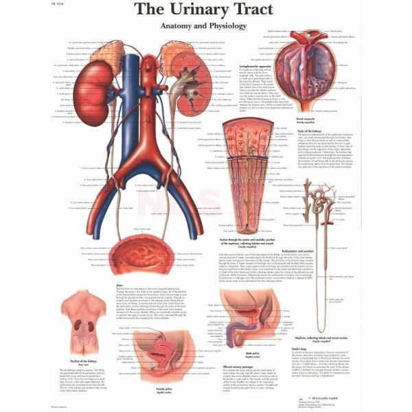 Anatomie poster The Urinary Tract - de menselijke urinewegen