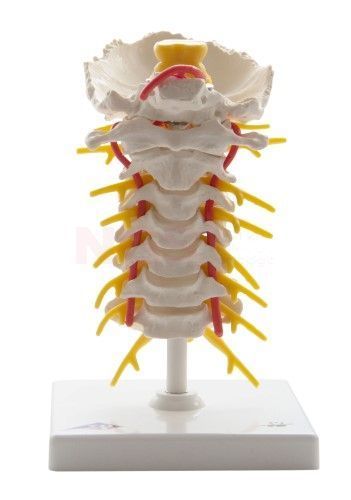 Anatomisch model Cervicale wervelkolom 19 cm