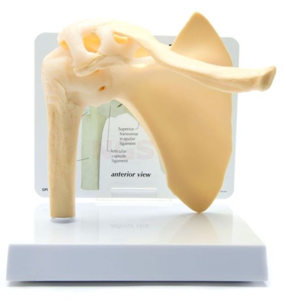 Anatomisch model van het schoudergewricht met infokaart