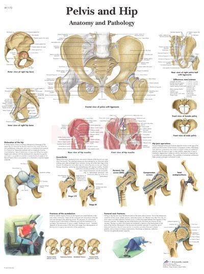 Anatomie poster Pelvis and Hip - bekken en heup