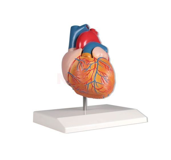 Gedetailleerd hartmodel met infokaart ca. 8 x 8 x 14 cm