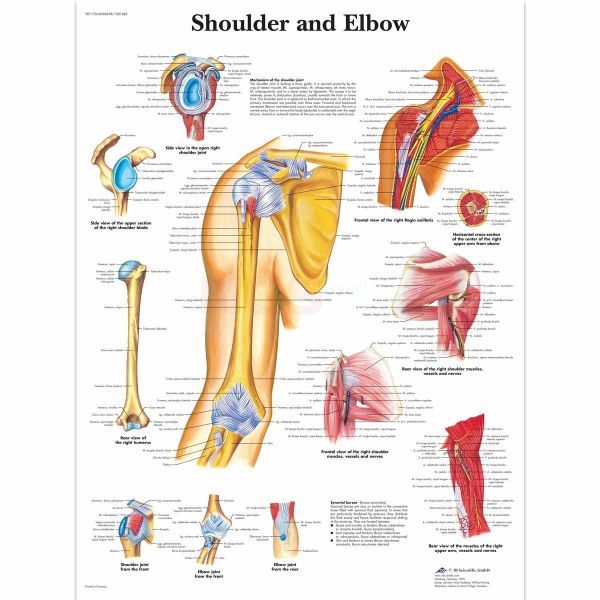 Ingelijste poster Shoulder and Elbow - schouder en elleboog