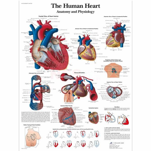 Ingelijste poster The Human Heart - het menselijk hart