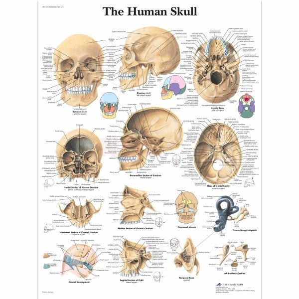 Ingelijste poster The Human Skull - de menselijke schedel 50,5 cm x 67,5 cm