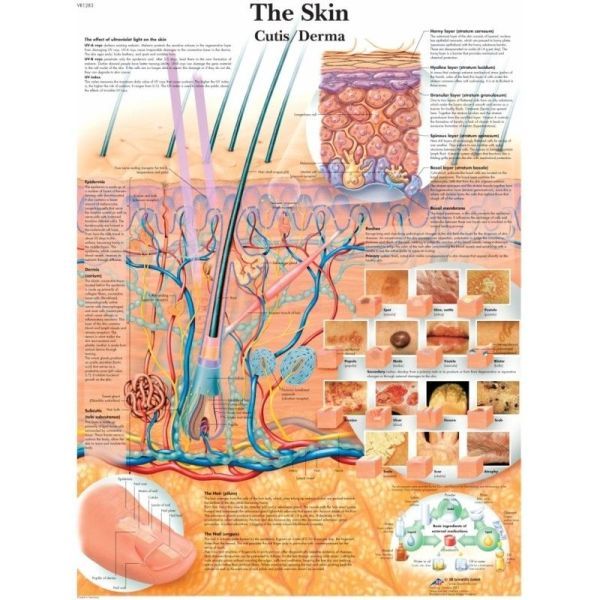 Ingelijste poster The Skin - de menselijke huid 50,5 cm x 67,5 cm