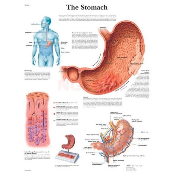 Anatomie poster The Stomach - de maag