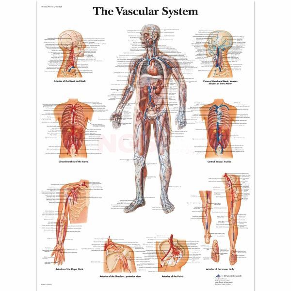 Ingelijste poster The Vascular System - het vaatstelsel