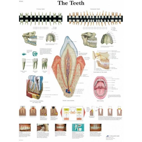 Ingelijste poster The Teeth - het menselijk gebit